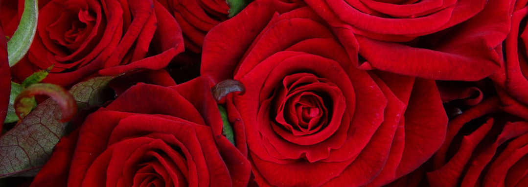 Розы на подарок